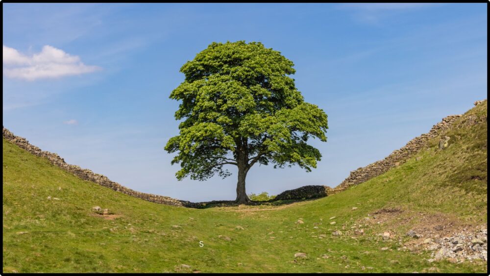 Out on a Limb  Image